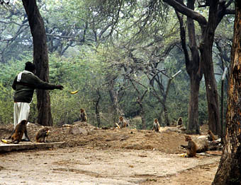 man feeding monkies