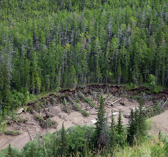 Taiga, Siberia