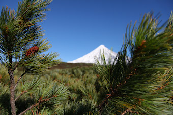 Kronotskiy reserv cedar