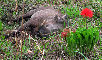 wildebeast sleeping